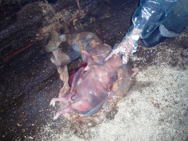 A cow has a miscarriage: what to do