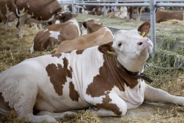 A cow has a miscarriage: what to do