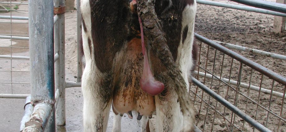 A cow has a miscarriage: what to do