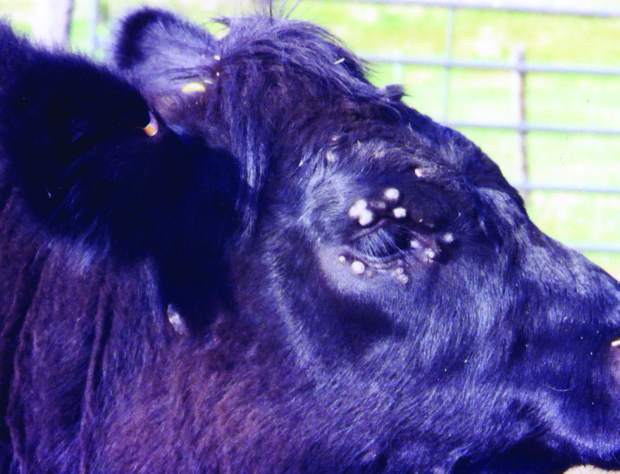 A cow has a wart-like growth on its eyes: causes and treatment