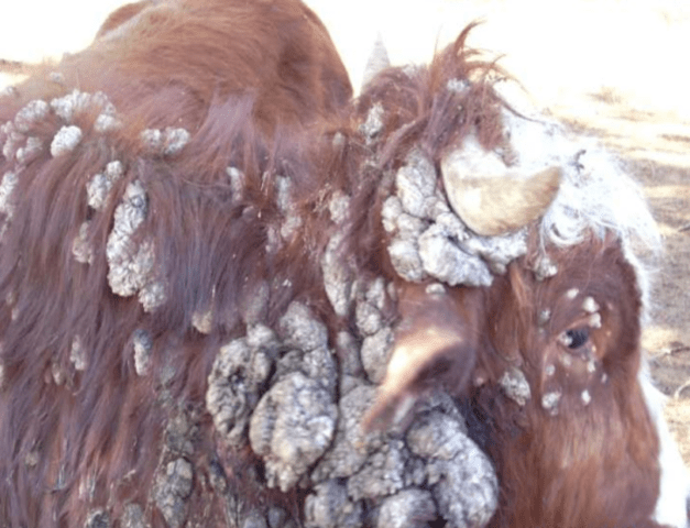 A cow has a wart-like growth on its eyes: causes and treatment