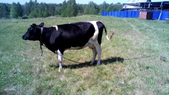 A cow has postpartum paresis: signs, treatment, prevention