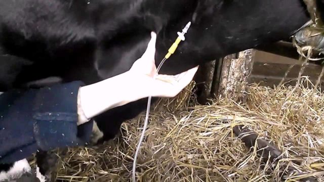 A cow has postpartum paresis: signs, treatment, prevention