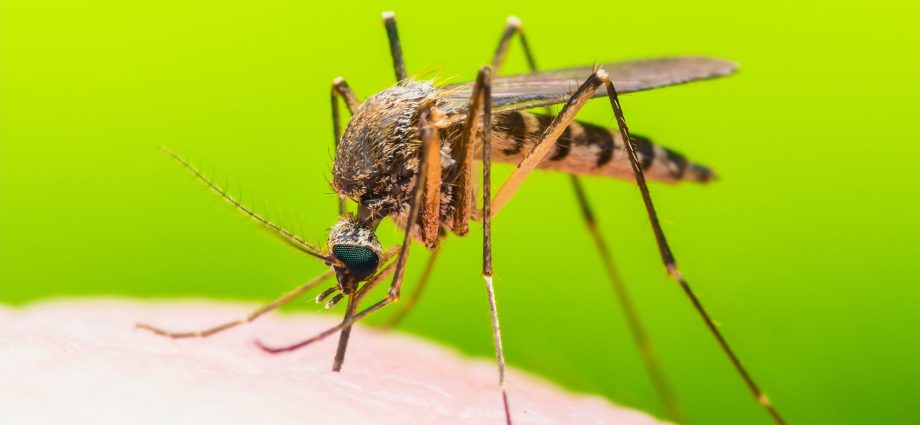 A dangerous virus transmitted by mosquitoes. How is qigungunia manifested? [NEW PANDEMIC?]