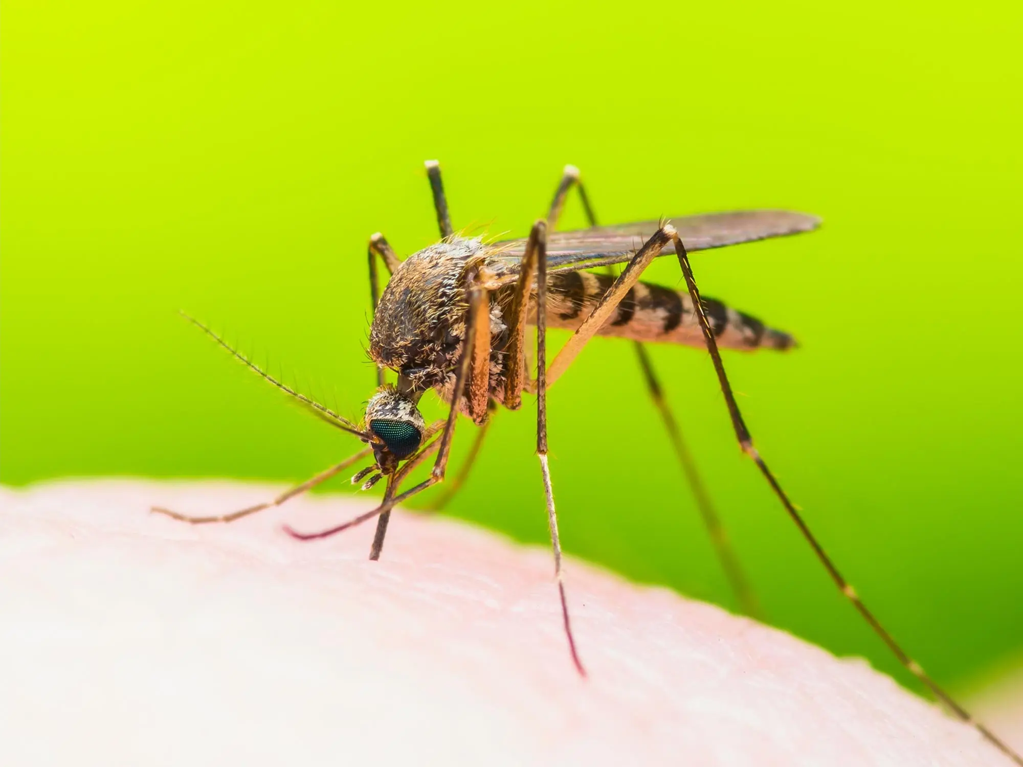 A dangerous virus transmitted by mosquitoes. How is qigungunia manifested? [NEW PANDEMIC?]