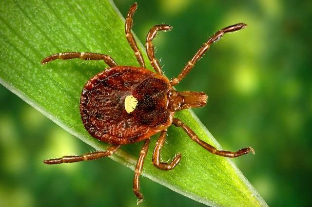 A dangerous virus transmitted by ticks. Another patient died in the hospital