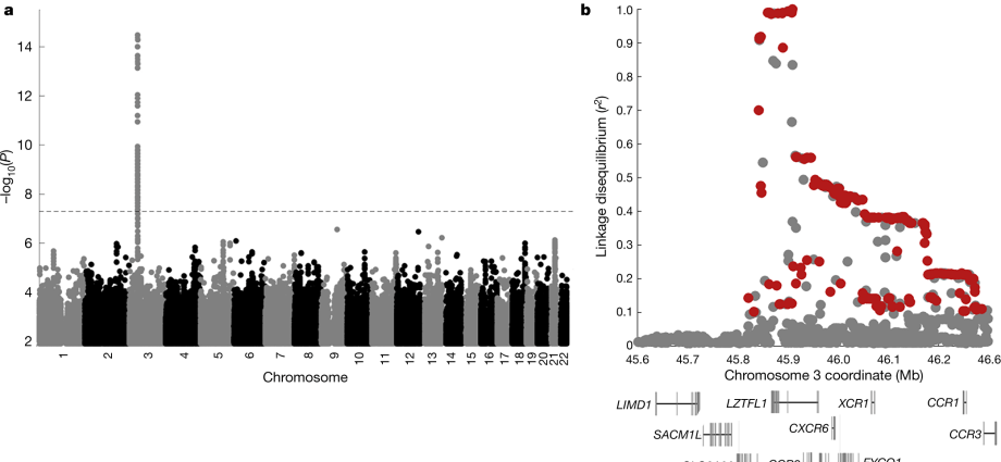 A deficiency of this vitamin increases the risk of a severe course of COVID-19. New findings of scientists