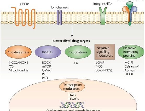 A drug that reverses the hypertrophy of the heart muscle