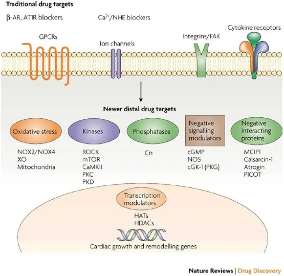 A drug that reverses the hypertrophy of the heart muscle