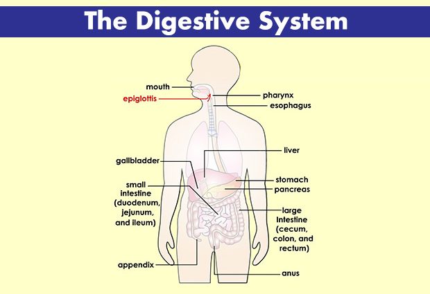 A few words about digestive ailments, i.e. facts and myths about children&#8217;s abdominal problems