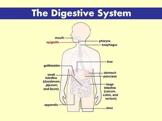 A few words about digestive ailments, i.e. facts and myths about children&#8217;s abdominal problems