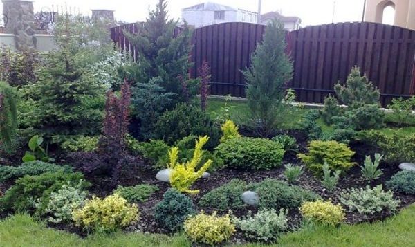 A flowerbed of conifers: a scheme, the best neighborhood of plants