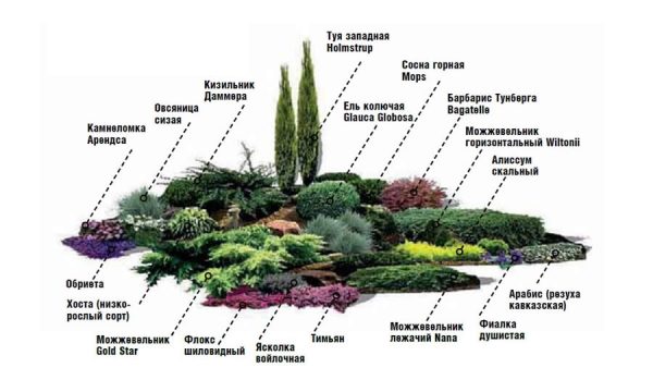 A flowerbed of conifers: a scheme, the best neighborhood of plants