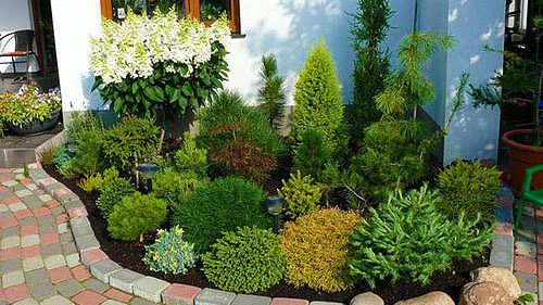 A flowerbed of conifers: a scheme, the best neighborhood of plants