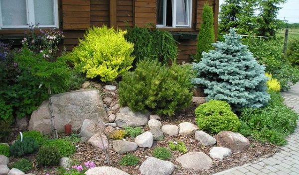 A flowerbed of conifers: a scheme, the best neighborhood of plants