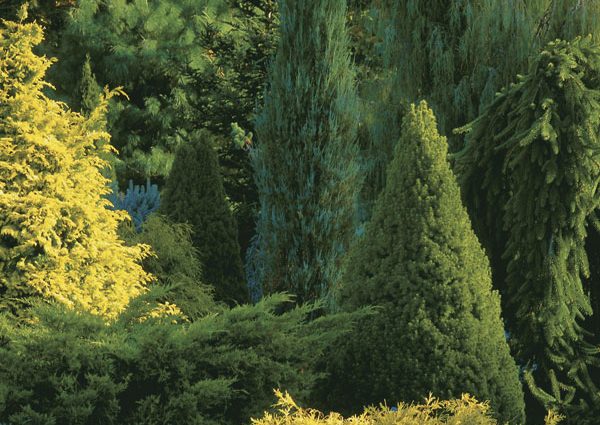 A flowerbed of conifers: a scheme, the best neighborhood of plants