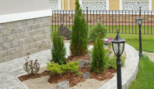 A flowerbed of conifers: a scheme, the best neighborhood of plants