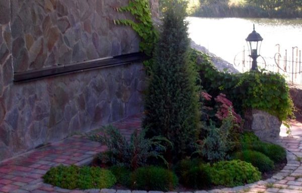 A flowerbed of conifers: a scheme, the best neighborhood of plants