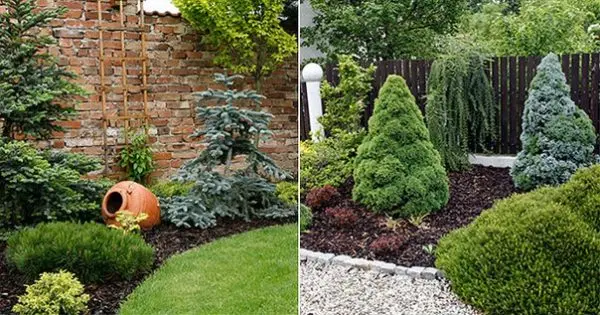 A flowerbed of conifers: a scheme, the best neighborhood of plants