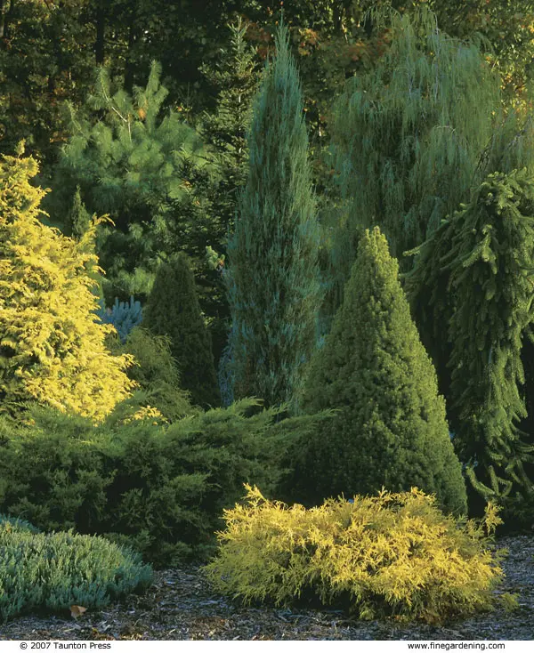 A flowerbed of conifers: a scheme, the best neighborhood of plants