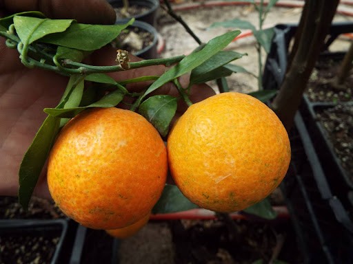 A mixture of orange and tangerine: what is the name of the fruit