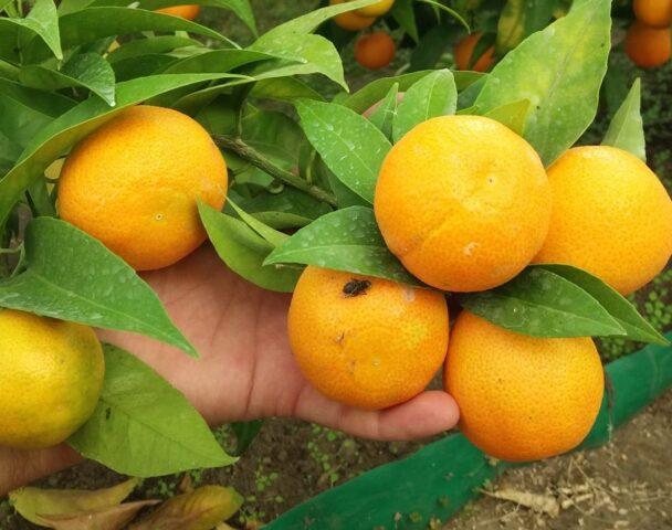 A mixture of orange and tangerine: what is the name of the fruit