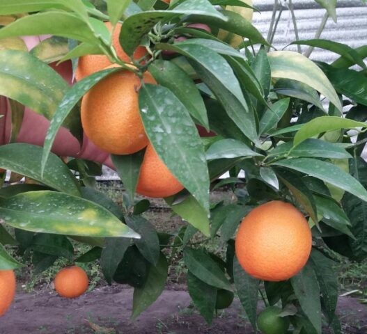 A mixture of orange and tangerine: what is the name of the fruit