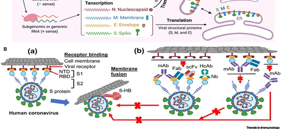 A nanobody has been discovered that can be used to fight the coronavirus