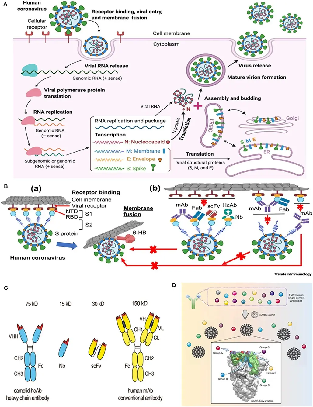 A nanobody has been discovered that can be used to fight the coronavirus