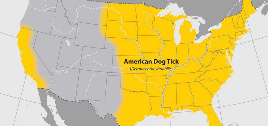 A nationwide map of ticks was created. There are the most of them in these places