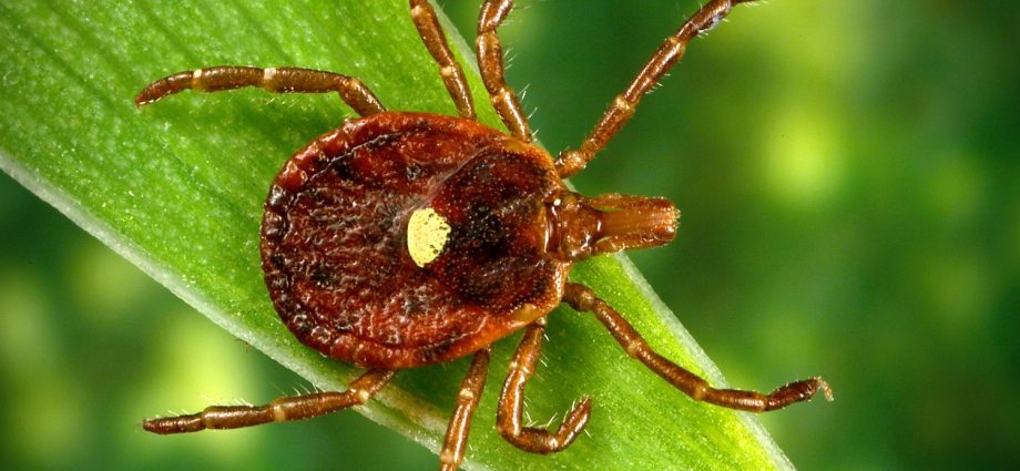 A new disease transmitted by ticks. In the US, the Heartland virus has already killed several people