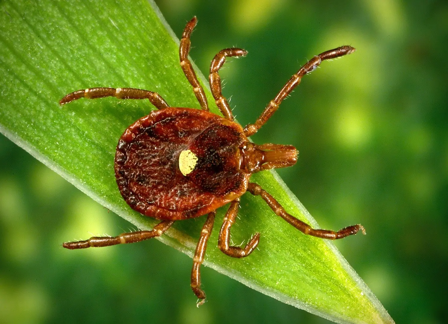 A new disease transmitted by ticks. In the US, the Heartland virus has already killed several people