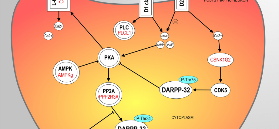 A new gene related to ADHD