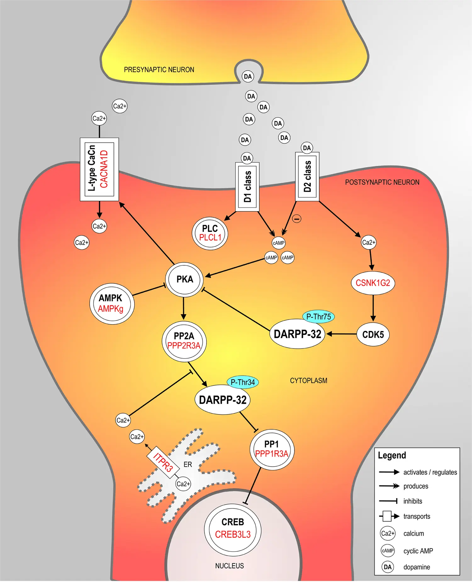 A new gene related to ADHD