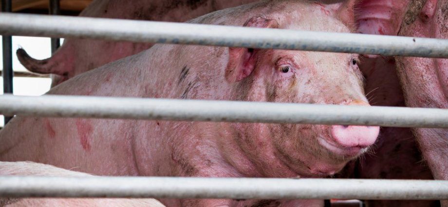 A new influenza virus with &#8220;pandemic potential&#8221; has been found in China. It is transmitted through pigs