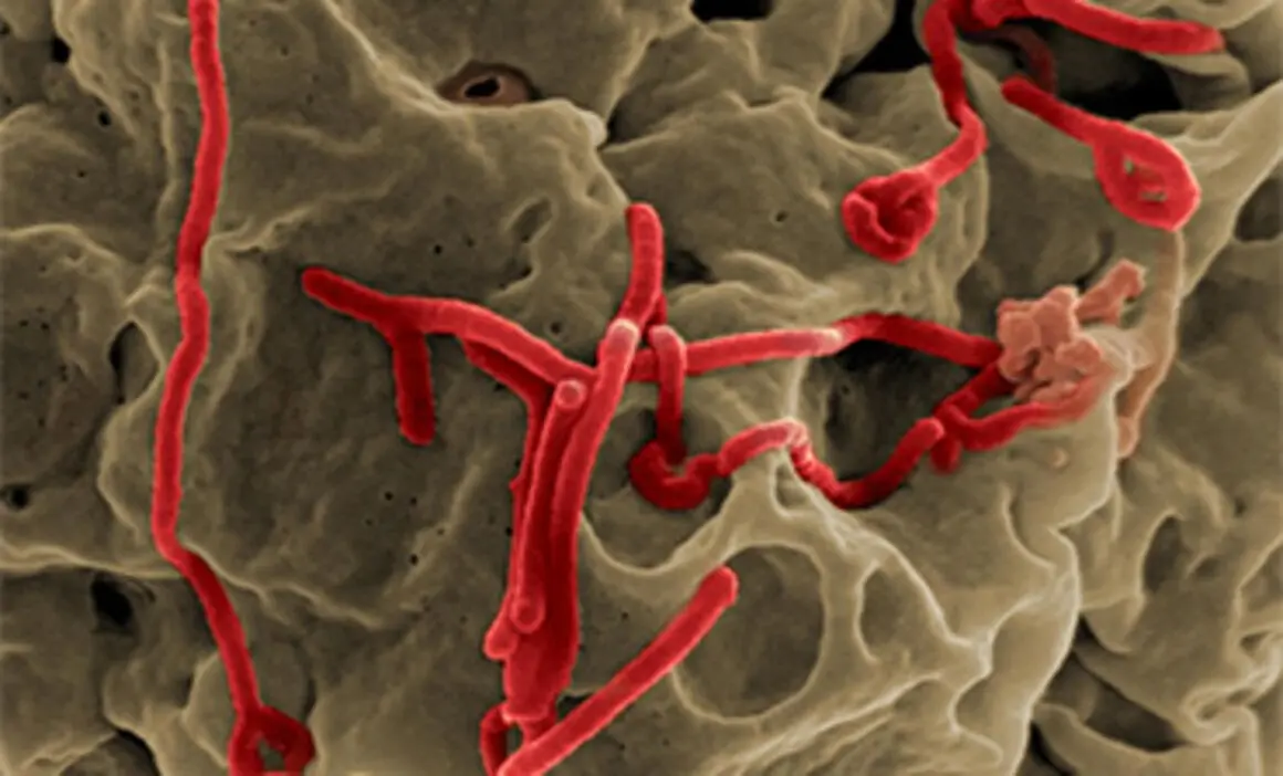 A new pathogen has been isolated. It is a relative of the Ebola virus and may take over Europe