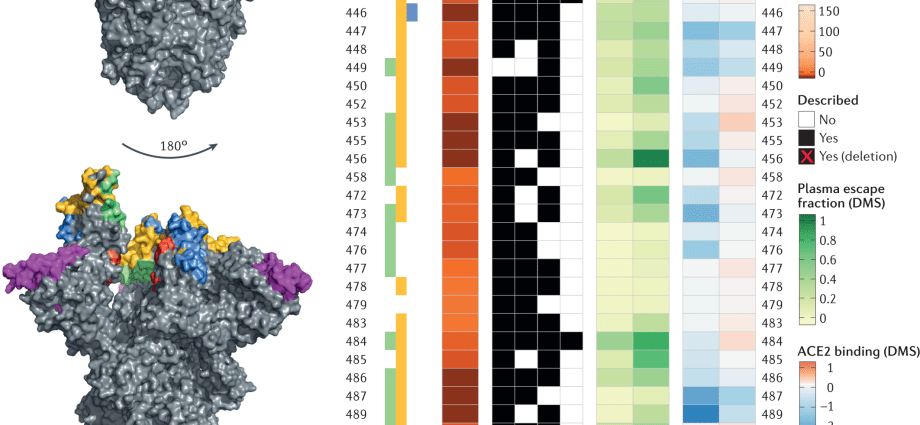 A new variant of SARS-CoV-2 has been discovered. Concerned scientists: could mutate and trigger another pandemic