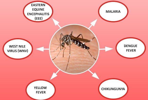 A new way to fight mosquito-borne diseases