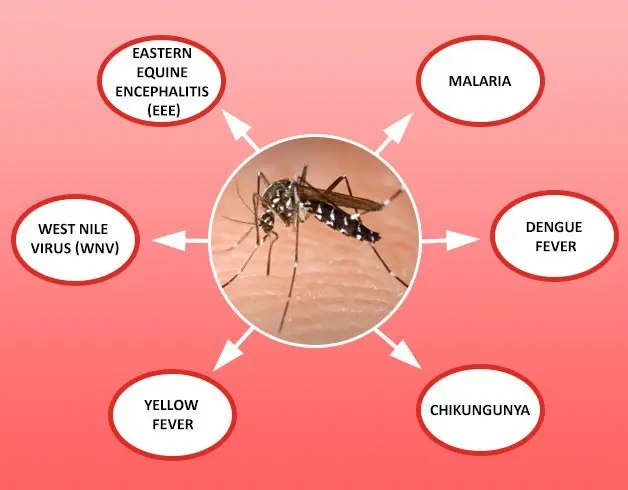 A new way to fight mosquito-borne diseases