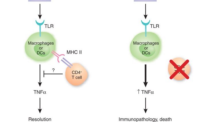 A new way to fight the over-zealous immune system