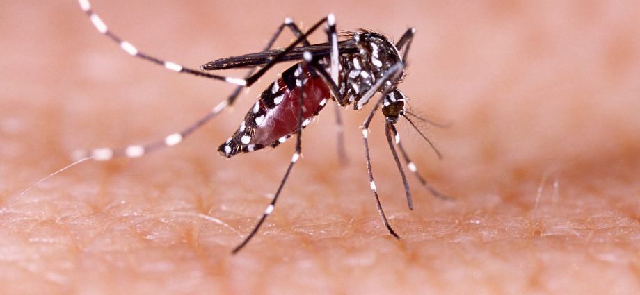 A newborn baby infected with a virus transmitted by mosquitoes