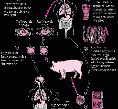 A parasite that can attack anyone. These symptoms indicate that you have a tapeworm