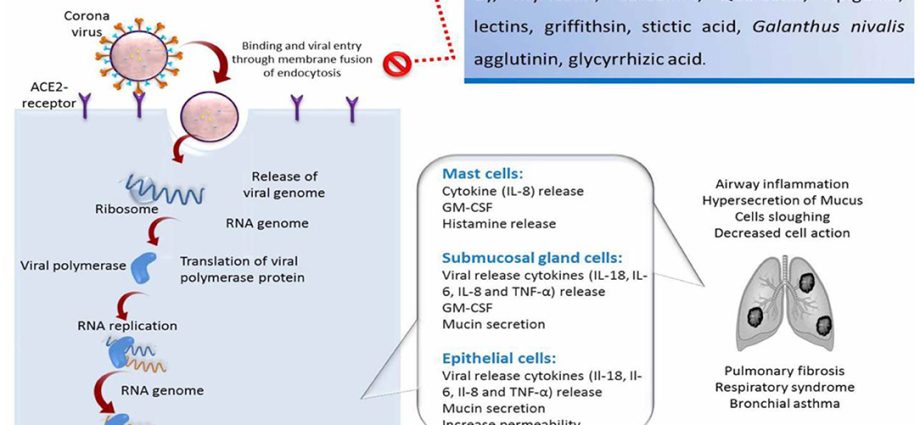 A plant substance has been discovered that inhibits the coronavirus. And this in all variants