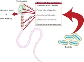 A popular antibiotic can affect sperm viability