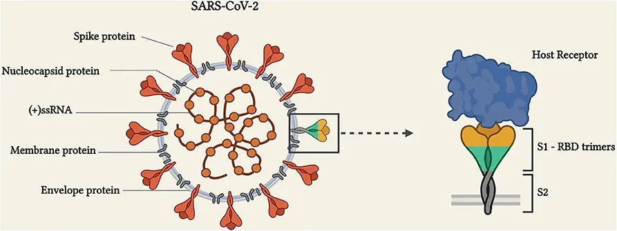 A popular disinfectant drug effective in the fight against SARS-CoV-2. Experts confirm