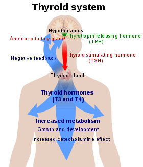 A poured face can mean problems with the thyroid gland, kidneys, and hormones