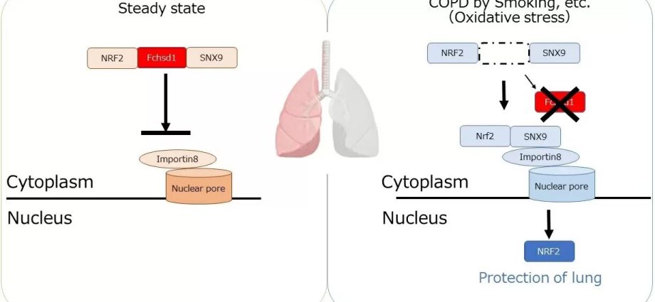 A protein responsible for emphysema has been discovered