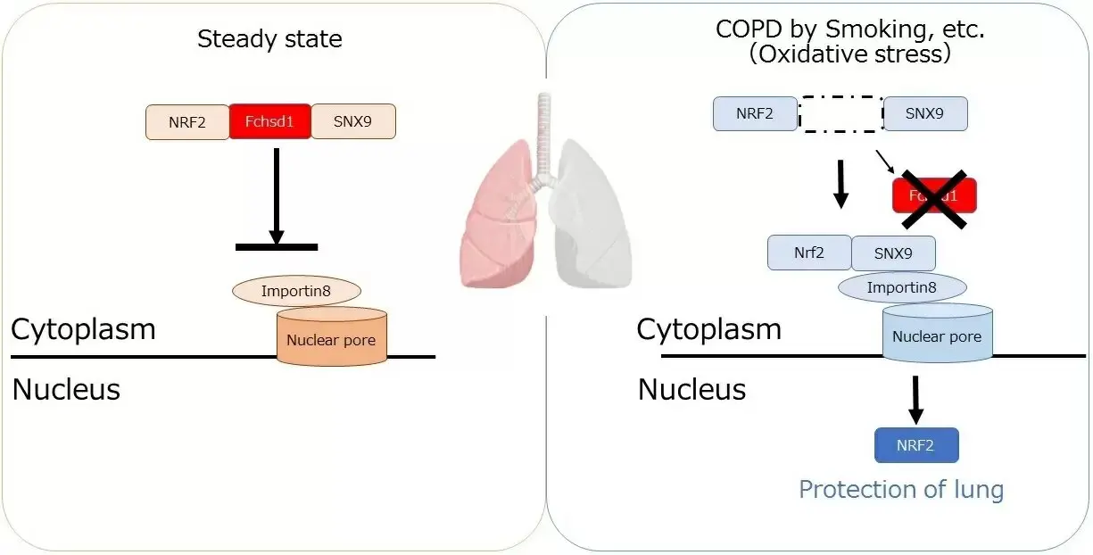 A protein responsible for emphysema has been discovered