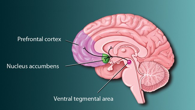 A receptor in the brain is responsible for nicotine addiction