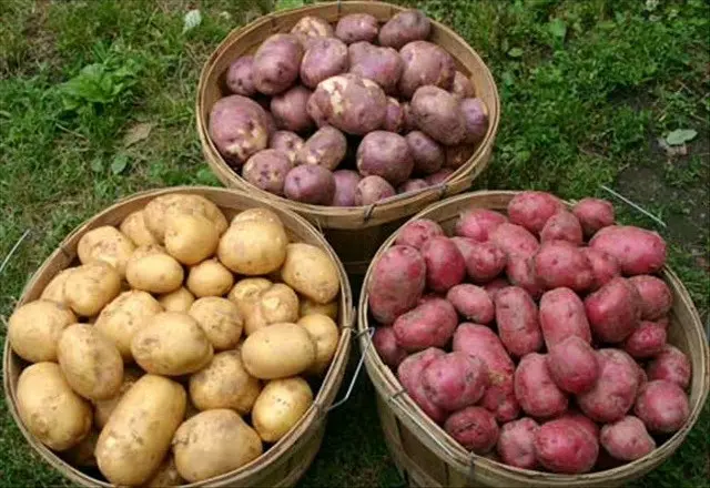 A rich potato harvest from 1 ha: the secrets of growing crops